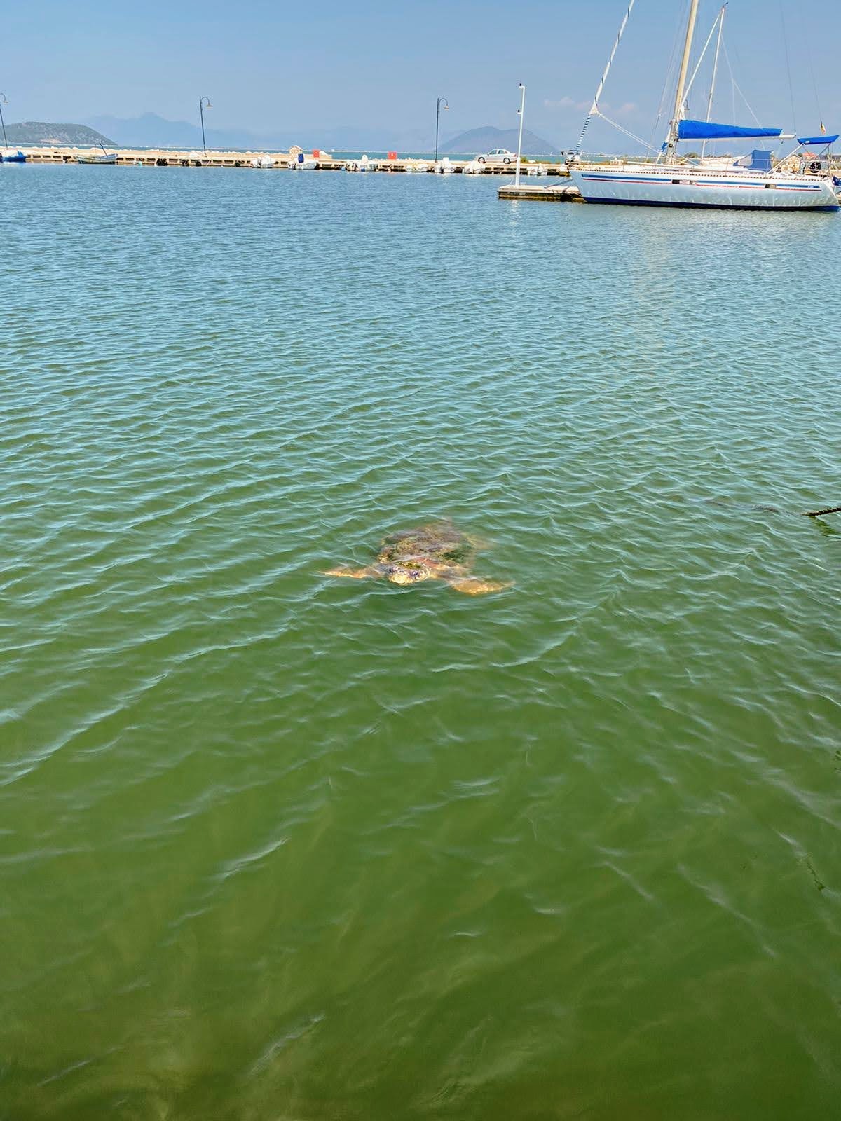 Karetta Karetta Wasserschildkröte im Hafen oft zu sehen