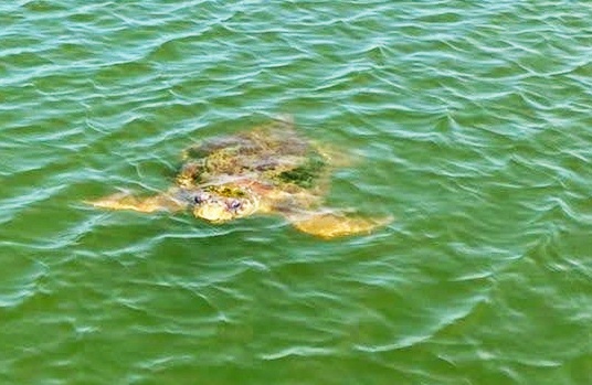 Riesenschildkröte